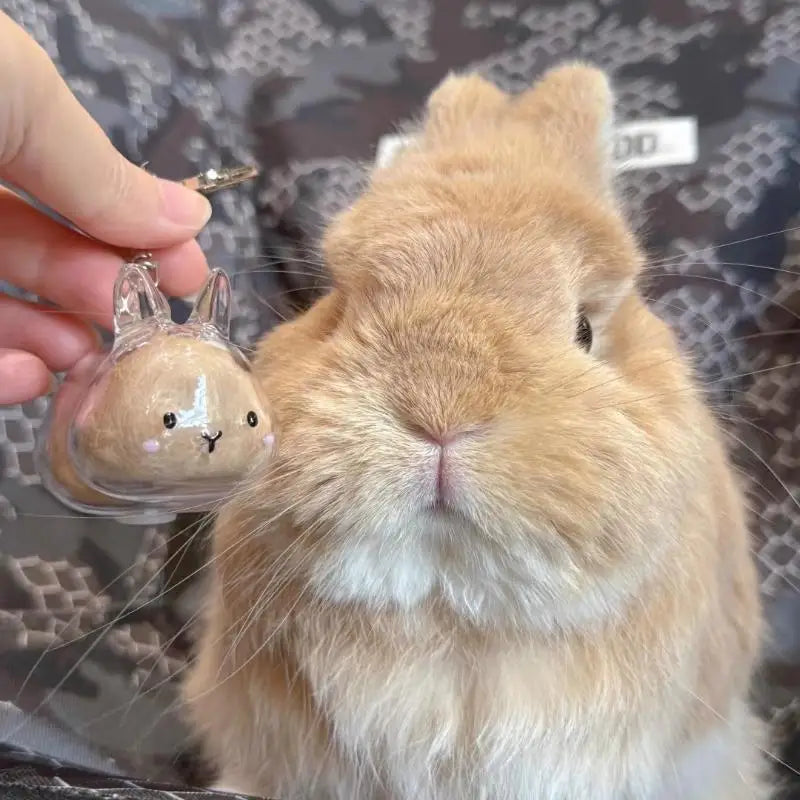 Pet Hair Memorial Transparent Storage Box Keychain | Cute Animal Rabbit Fur Organizer Bag Pendant